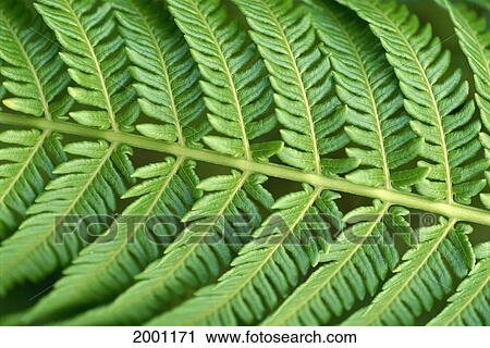 Stock Image - Hawaii, Extreme Close-Up Detail Of Tree Fern Stem Underside And Leaves Foliage Green Blurry Background. Fotosearch