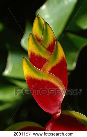 Stock Photo - Hawaii, Extreme Close-Up Of Hanging Lobster Claw Heliconia (Heliconia Rostrata). Fotosearch