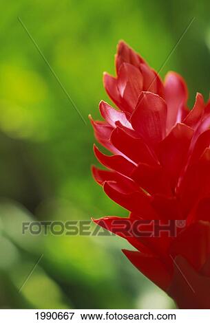 Stock Photo - Hawaii, Extreme Close-Up Of Red Torch Ginger On Plant, Green Blurry Background. Fotosearch