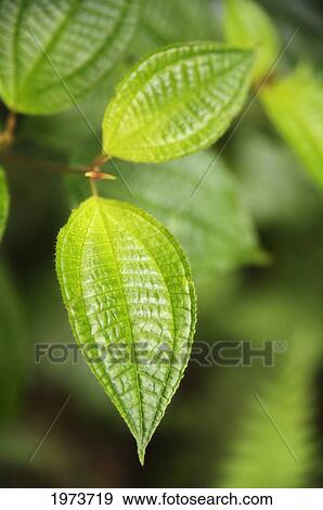 Hawaii, Extreme Close-Up Of Sunlit Green Leaves. View Large Photo Image Stock Photo - Hawaii, Extreme Close-Up Of Sunlit Green Leaves.. Fotosearch