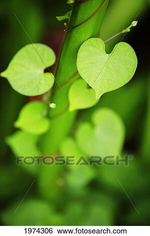 Stock Photograph - Hawaii, Extreme Close-Up Of Sunlit Green Leaves.. Fotosearch