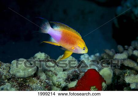 Hawaii, Fairy Anthias Male (Pseudanthias Ventralis Hawaiiensis) Over Coral B1912 View Large Photo Image Picture - Hawaii, Fairy Anthias Male (Pseudanthias Ventralis Hawaiiensis) Over Coral B1912. Fotosearch