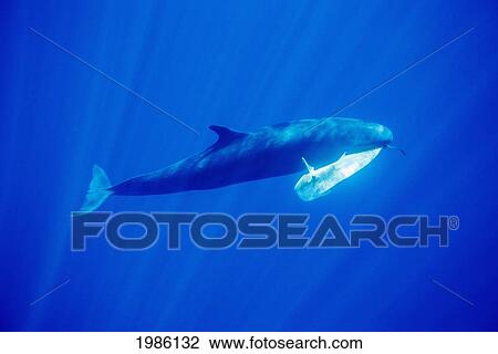 Hawaii, False Killer Whale (Pseudorca Crassidens), With A Mahi Mahi In It's Mouth. View Large Photo Image Stock Image - Hawaii, False Killer Whale (Pseudorca Crassidens), With A Mahi Mahi In It's Mouth.. Fotosearch