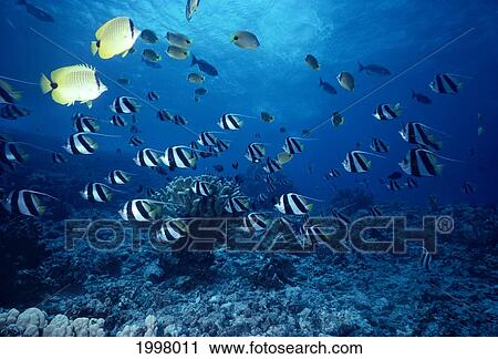 Hawaii, False Moorish Idols (Heniochus Diphreutes) And Butterflyfish Sunburst A84F View Large Photo Image Stock Image - Hawaii, False Moorish Idols (Heniochus Diphreutes) And Butterflyfish Sunburst A84F. Fotosearch