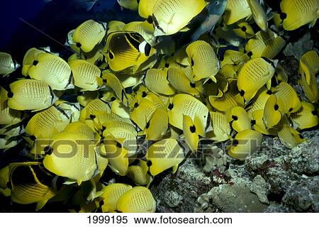 Hawaii, Feeding Butterflyfish, B1901 View Large Photo Image Stock Photography - Hawaii, Feeding Butterflyfish, B1901. Fotosearch