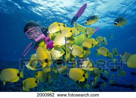 Hawaii, Female Diving Next To School Of Yellow Butterfly Fish View Large Photo Image Stock Image - Hawaii, Female Diving Next To School Of Yellow Butterfly Fish. Fotosearch