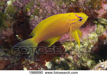 Hawaii, Female Fairy Anthias (Pseudanthias Ventralis Hawaiiensis) Over Coral. View Large Photo Image Stock Image - Hawaii, Female Fairy Anthias (Pseudanthias Ventralis Hawaiiensis) Over Coral.. Fotosearch