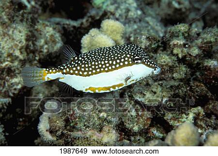 Hawaii, Female Whitley's Boxfish (Ostracion Whitleyi) Swimming Over Coral Reef View Large Photo Image Stock Photo - Hawaii, Female Whitley's Boxfish (Ostracion Whitleyi) Swimming Over Coral Reef. Fotosearch