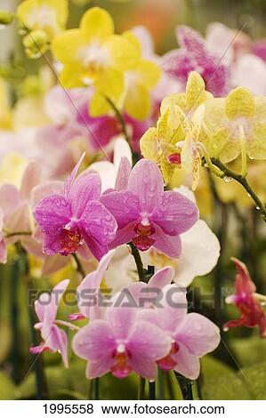 Stock Photo - Hawaii, Field Of Pink And Yellow Orchids.. Fotosearch