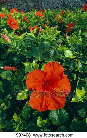 Stock Photo - Hawaii, Field Of Red Hibiscus On Plant A23D. Fotosearch