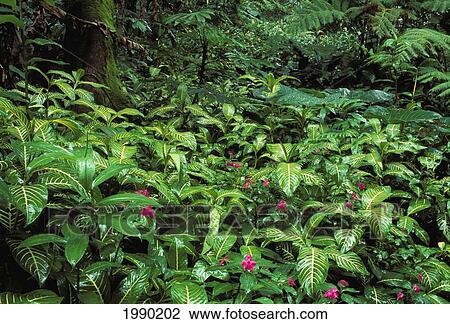 Hawaii, Flowers And Greenery, Foliage View Large Photo Image Stock Image - Hawaii, Flowers And Greenery, Foliage. Fotosearch