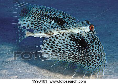 Hawaii, Flying Gurnards, Also Known As Helmet Gurnards View Large Photo Image Stock Image - Hawaii, Flying Gurnards, Also Known As Helmet Gurnards. Fotosearch