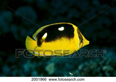 Hawaii, Fourspot Butterfly Fish, Side View (Chaetodon Quadrimaculatus) View Large Photo Image Stock Photograph - Hawaii, Fourspot Butterfly Fish, Side View (Chaetodon Quadrimaculatus). Fotosearch