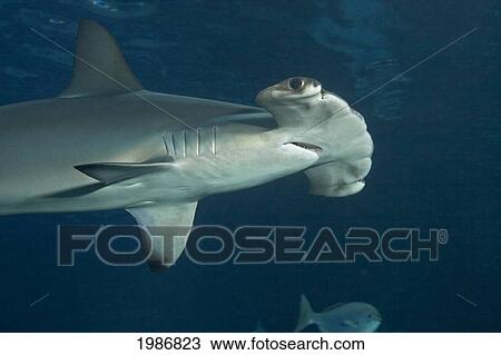 Hawaii, Front Half Of Scalloped Hammerhead Shark (Sphyrna Lewini) View Large Photo Image Stock Image - Hawaii, Front Half Of Scalloped Hammerhead Shark (Sphyrna Lewini). Fotosearch