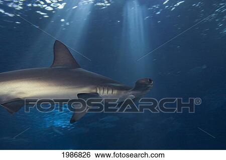 Stock Photograph - Hawaii, Front Half Of Scalloped Hammerhead Shark (Sphyrna Lewini). Fotosearch