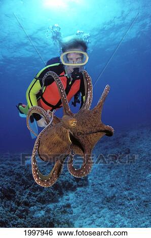 Hawaii, Front View Of Male Diver And Octopus Midwater (Octopus Cyanea) A87C Surface Visible View Large Photo Image Stock Photograph - Hawaii, Front View Of Male Diver And Octopus Midwater (Octopus Cyanea) A87C Surface Visible. Fotosearch