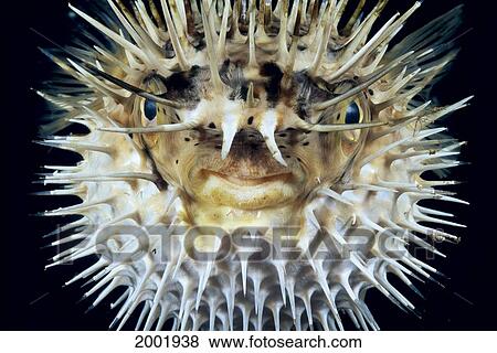 Stock Photo - Hawaii, Front View Of Spiny Puffer (Diodon Holocanthus) Close-Up With Black Background. Fotosearch