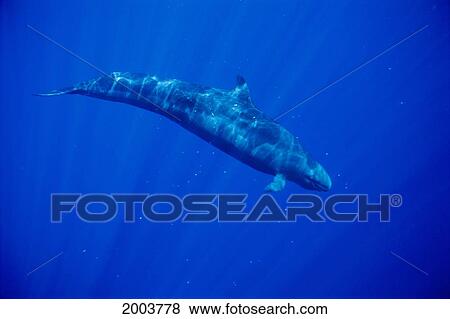 Hawaii, Full Length Side View False Killer Whale With Surface Reflections, Sunrays (Pseudorca Crassidens) View Large Photo Image Stock Photo - Hawaii, Full Length Side View False Killer Whale With Surface Reflections, Sunrays (Pseudorca Crassidens). Fotosearch