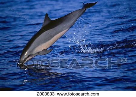 Hawaii, Full Length Side View Of Leaping Spinner Dolphin, Snout Touches Surface (Stenella Longirostris) View Large Photo Image Stock Image - Hawaii, Full Length Side View Of Leaping Spinner Dolphin, Snout Touches Surface (Stenella Longirostris). Fotosearch