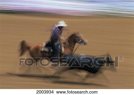 Hawaii, Full Length Side View Rodeo Person On Horse Roping Calf, Blurry Motion View Large Photo Image Picture - Hawaii, Full Length Side View Rodeo Person On Horse Roping Calf, Blurry Motion. Fotosearch