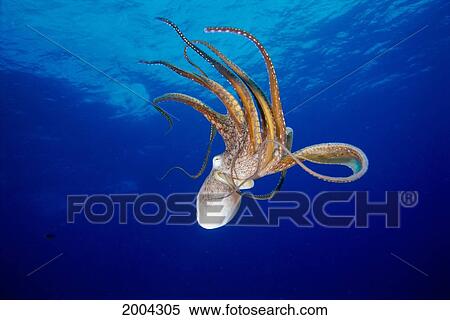Hawaii, Full Length View Day Octopus Floating Down From Surface (Octopus Cyanea) View Large Photo Image Stock Photography - Hawaii, Full Length View Day Octopus Floating Down From Surface (Octopus Cyanea). Fotosearch