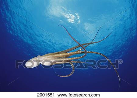 Stock Image - Hawaii, Full Length View Of Day Octopus Swim Midwater, Near Surface (Octopus Cyanea) D1798. Fotosearch