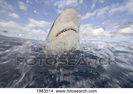 Hawaii, Galapagos Shark (Carcharhinus Galapagensis) Head Above The Surface. View Large Photo Image Picture - Hawaii, Galapagos Shark (Carcharhinus Galapagensis) Head Above The Surface.. Fotosearch
