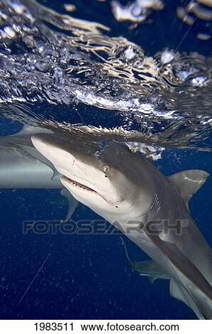 Stock Image - Hawaii, Galapagos Shark (Carcharhinus Galapagensis) Near The Surface.. Fotosearch
