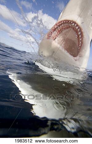 Hawaii, Galapagos Shark (Carcharhinus Galapagensis) Mouth Open On The Surface. View Large Photo Image Stock Image - Hawaii, Galapagos Shark (Carcharhinus Galapagensis) Mouth Open On The Surface.. Fotosearch