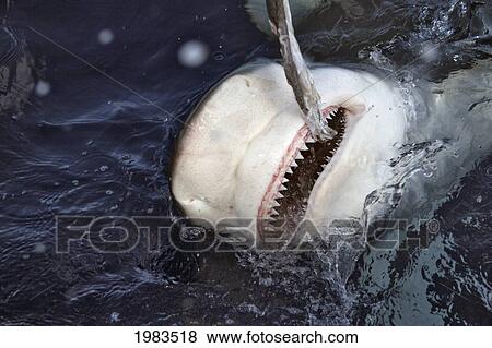 Hawaii, Galapagos Shark (Carcharhinus Galapagensis) Surfaces For Bait. View Large Photo Image Stock Photo - Hawaii, Galapagos Shark (Carcharhinus Galapagensis) Surfaces For Bait.. Fotosearch
