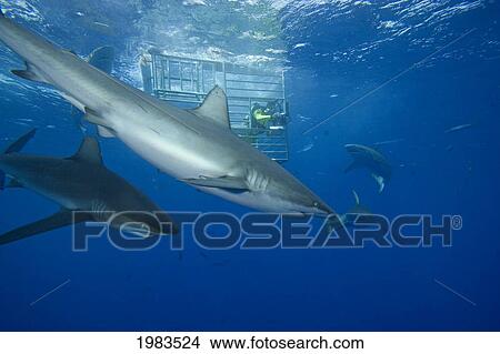 Picture - Hawaii, Galapagos Sharks (Carcharhinus Galapagensis) Circle Diver In Cage.. Fotosearch