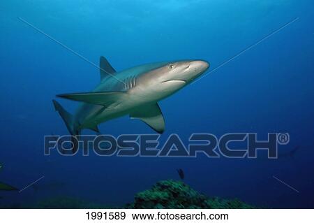 Stock Photo - Hawaii, Galapagos Sharks In The Depths Of Blue Ocean [For Use Up To 13X20 Only]. Fotosearch