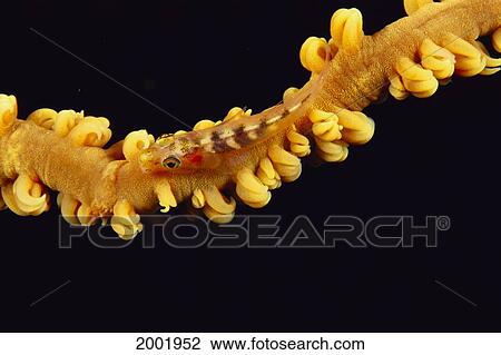 Stock Image - Hawaii, Goby (Bryaninops Yongei) On Wire Coral, Close Up, Black Background, Top View. Fotosearch
