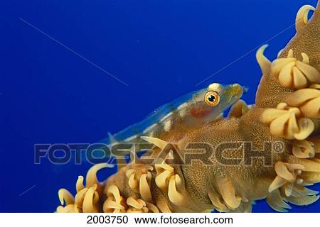 Stock Image - Hawaii, Goby (Bryaninops Yongei) On Wire Coral (Cirrhipathes Anguina) Blue Background. Fotosearch