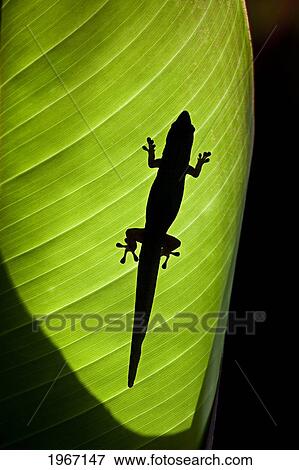 Hawaii, Gold Dust Day Gecko (Phelsuma Laticauda Laticauda) Silhouetted Through Sunlit Ginger Leaf. View Large Photo Image Stock Photo - Hawaii, Gold Dust Day Gecko (Phelsuma Laticauda Laticauda) Silhouetted Through Sunlit Ginger Leaf.. Fotosearch