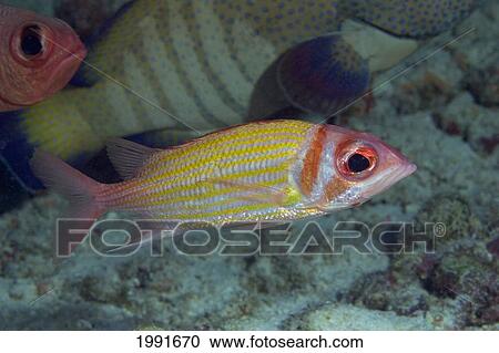 Hawaii, Goldlined Squirrelfish (Neoniphon Aurolineatus) At The Edge Of A School. View Large Photo Image Stock Image - Hawaii, Goldlined Squirrelfish (Neoniphon Aurolineatus) At The Edge Of A School.. Fotosearch