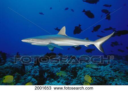 Stock Image - Hawaii, Gray Reef Shark And Reef Fish (Carcharhinus Amblyrhynchos), Pacific Ocean Tropical Fish. Fotosearch