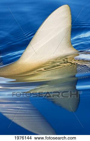 Picture - Hawaii, Gray Reef Shark (Carcharhinus Amblyrhynchos), Close-Up Of Fin Piercing Ocean Surface.. Fotosearch
