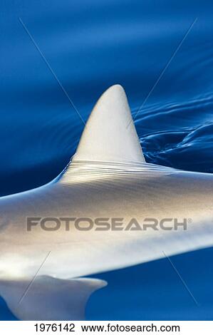Hawaii, Gray Reef Shark (Carcharhinus Amblyrhynchos), Fin Surfacing Ocean. View Large Photo Image Stock Image - Hawaii, Gray Reef Shark (Carcharhinus Amblyrhynchos), Fin Surfacing Ocean.. Fotosearch
