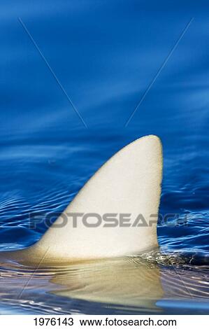 Stock Image - Hawaii, Gray Reef Shark (Carcharhinus Amblyrhynchos), Close-Up Of Fin Piercing Ocean Surface.. Fotosearch