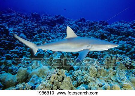 Stock Image - Hawaii, Gray Reef Shark (Carcharhinus Amblyrhynchos) In Shallow Ocean Water Above Reef.. Fotosearch
