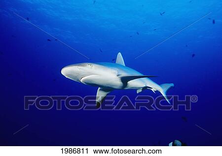 Stock Image - Hawaii, Gray Reef Shark (Carcharhinus Amblyrhynchos) In Clear Blue Ocean Water.. Fotosearch