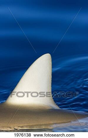 Hawaii, Gray Reef Shark (Carcharhinus Amblyrhynchos), Close-Up Of Fin Above Ocean. View Large Photo Image Stock Photo - Hawaii, Gray Reef Shark (Carcharhinus Amblyrhynchos), Close-Up Of Fin Above Ocean.. Fotosearch