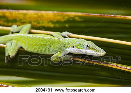 Hawaii, Green Anole Lizard (Anolis Carolinensis Porcatus), Clings To A Palm Frond. View Large Photo Image Stock Image - Hawaii, Green Anole Lizard (Anolis Carolinensis Porcatus), Clings To A Palm Frond.. Fotosearch