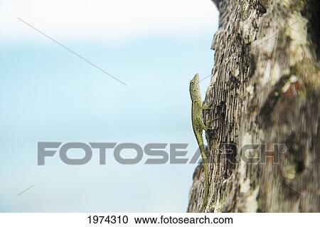 Hawaii, Green Anole Lizard On A Tree Bark. View Large Photo Image Stock Image - Hawaii, Green Anole Lizard On A Tree Bark.. Fotosearch