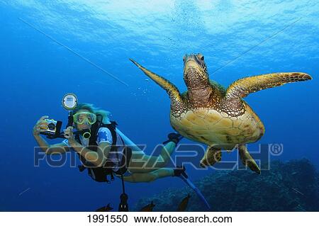 Stock Image - Hawaii, Green Sea Turtle And Diver [For Use Up To 13X20 Only]. Fotosearch