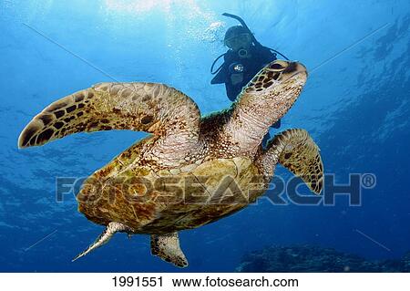 Stock Image - Hawaii, Green Sea Turtle And Diver [For Use Up To 13X20 Only]. Fotosearch