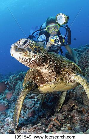 Stock Photo - Hawaii, Green Sea Turtle And Diver [For Use Up To 13X20 Only]. Fotosearch