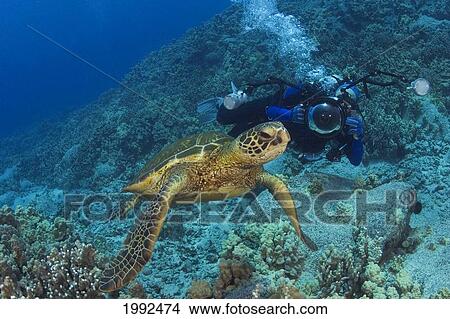 Hawaii, Green Sea Turtle (Chelonia Mydas) And Underwater Photographer. View Large Photo Image Picture - Hawaii, Green Sea Turtle (Chelonia Mydas) And Underwater Photographer.. Fotosearch