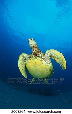 Hawaii, Green Sea Turtle (Chelonia Mydas) Swims To Surface, View Of Underside View Large Photo Image Picture - Hawaii, Green Sea Turtle (Chelonia Mydas) Swims To Surface, View Of Underside. Fotosearch